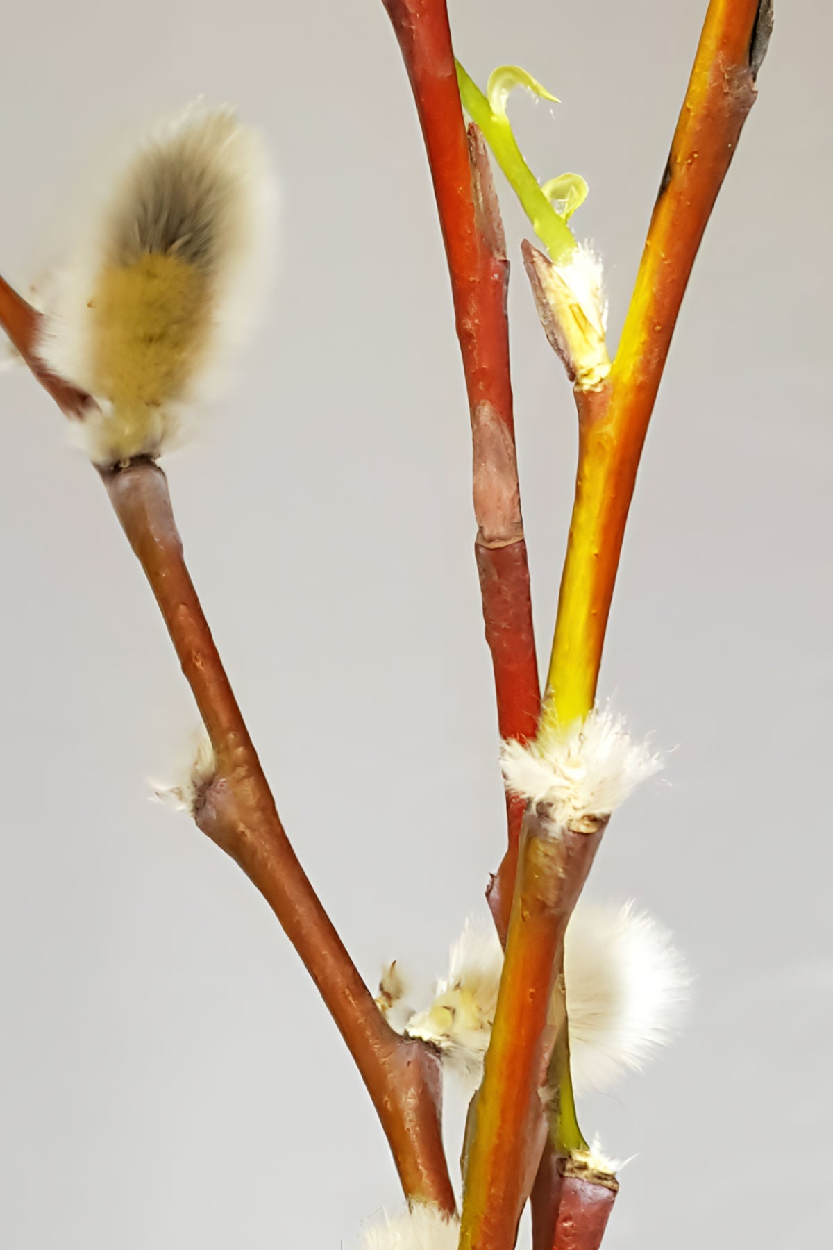 Willow cuttings with catkins and new green stem shoot