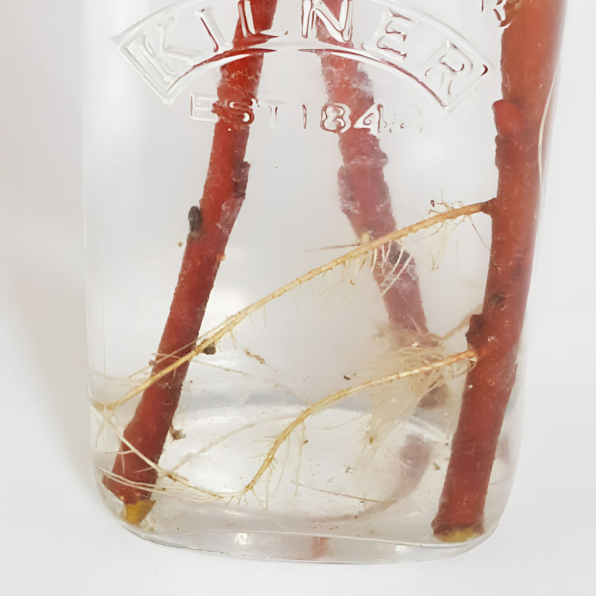 Rooted willow cuttings in a glass bottle