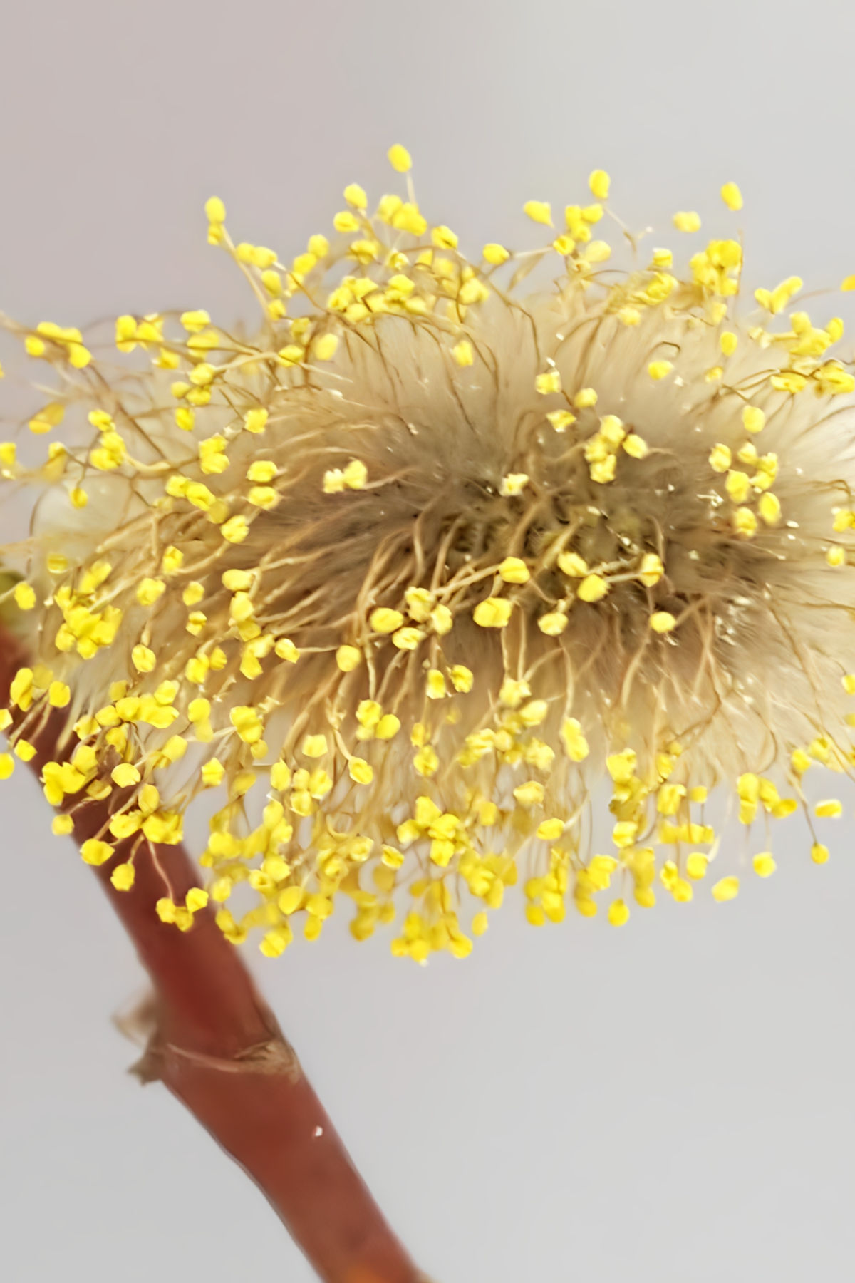 Willow cutting catkin with pollen