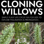 Collage of plant life cycle activities for kids to clone willow trees.