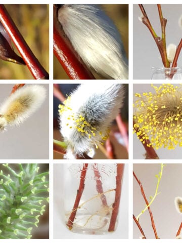 Collage of willow plant lifecycle activity for kids images