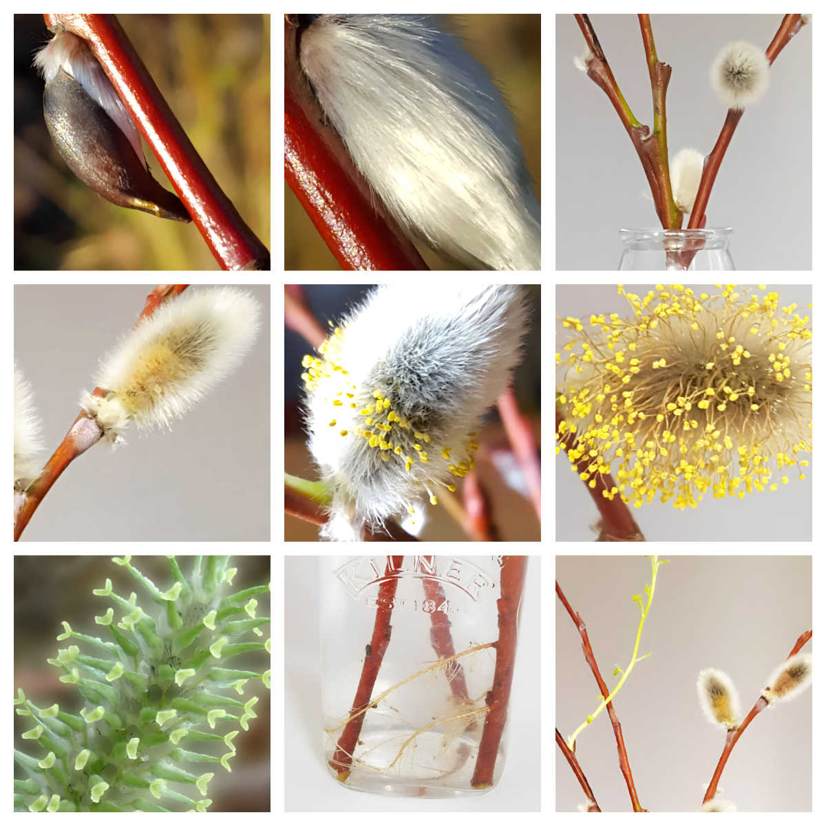 Collage of willow plant lifecycle activity for kids images