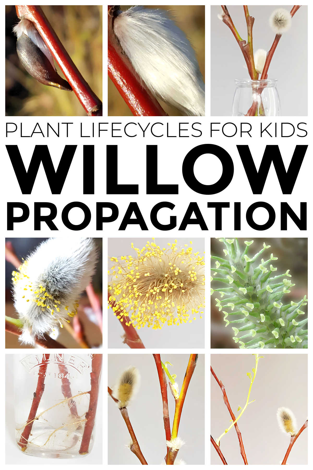 Collage of willow cutting propagation activity for kids