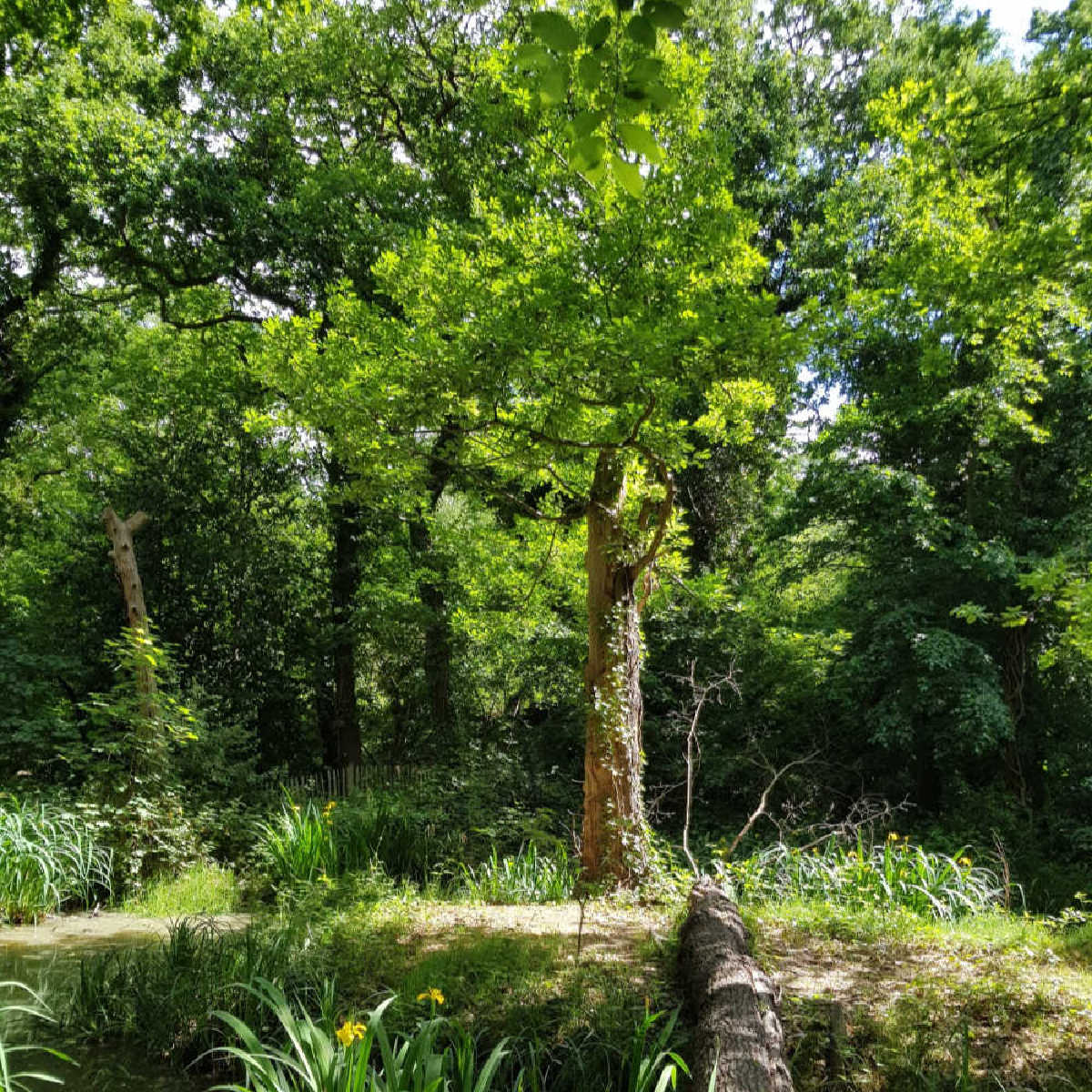 Woodland in London