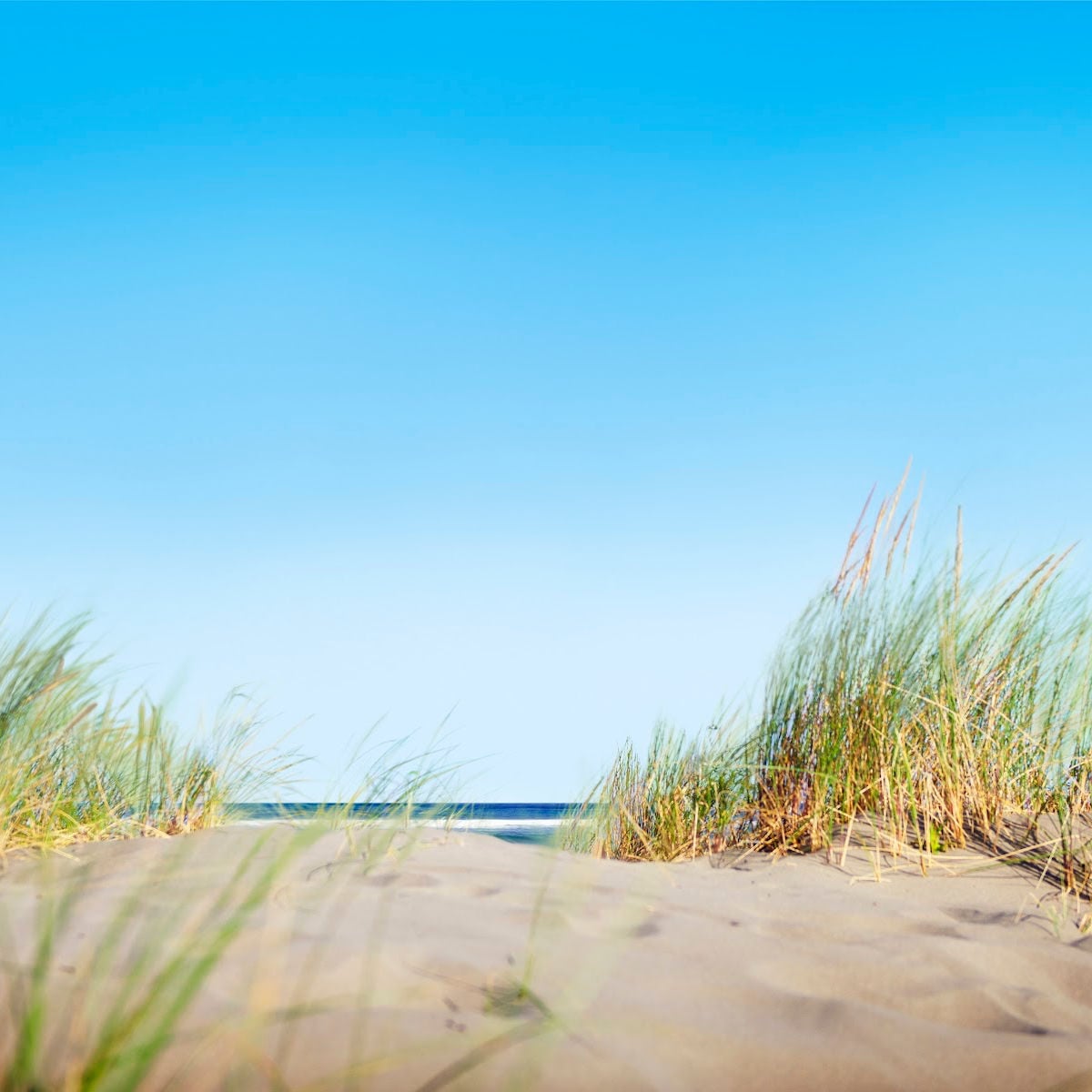 Sand dunes by the sea
