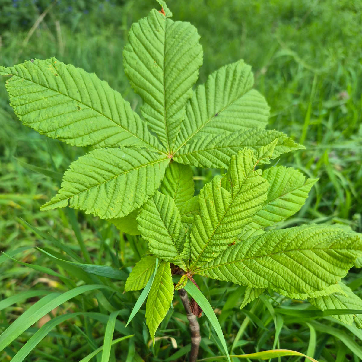 Horse Chestnut Tree Sapling