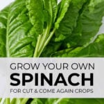 Freshly harvested spinach leaves