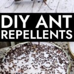 Collage of pictures of ants