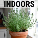 Pot of thyme growing indoors on a window sill