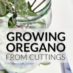 Oregano cuttings growing in water