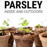 Parsley seedlings in pots