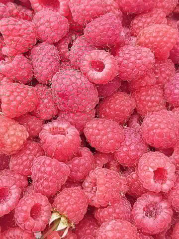 Just harvested raspberries
