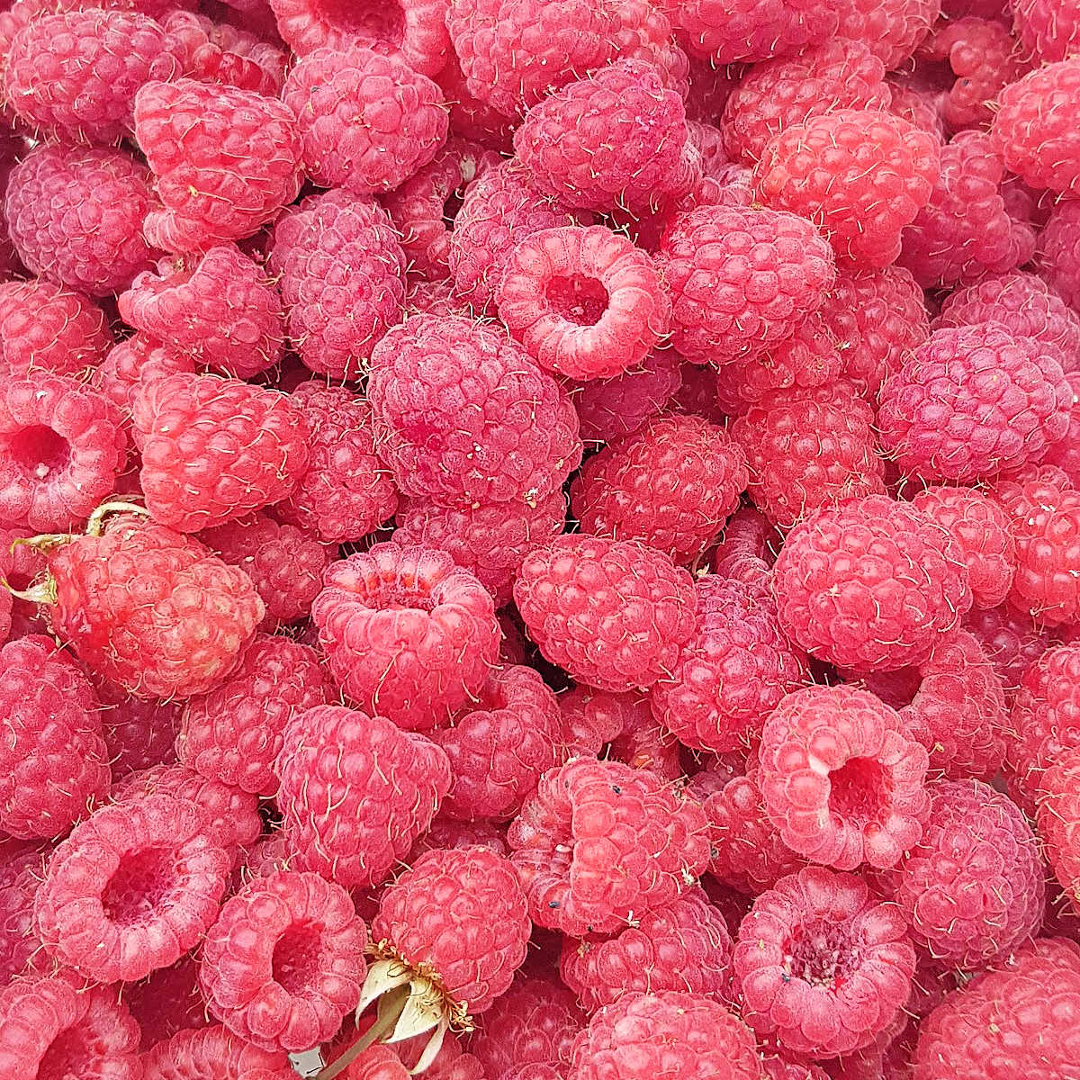 Just harvested raspberries