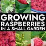 Collage of raspberry growing images
