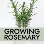 Rosemary clippings in jar of water