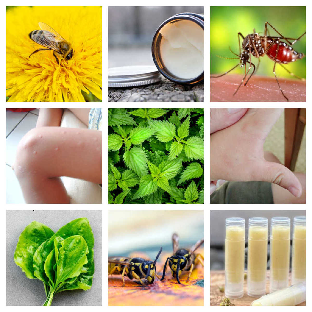 Collage of images about wasp, bee, bug & nettle bites and stings