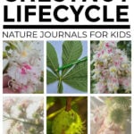 Collage of horse chestnut lifecycle images