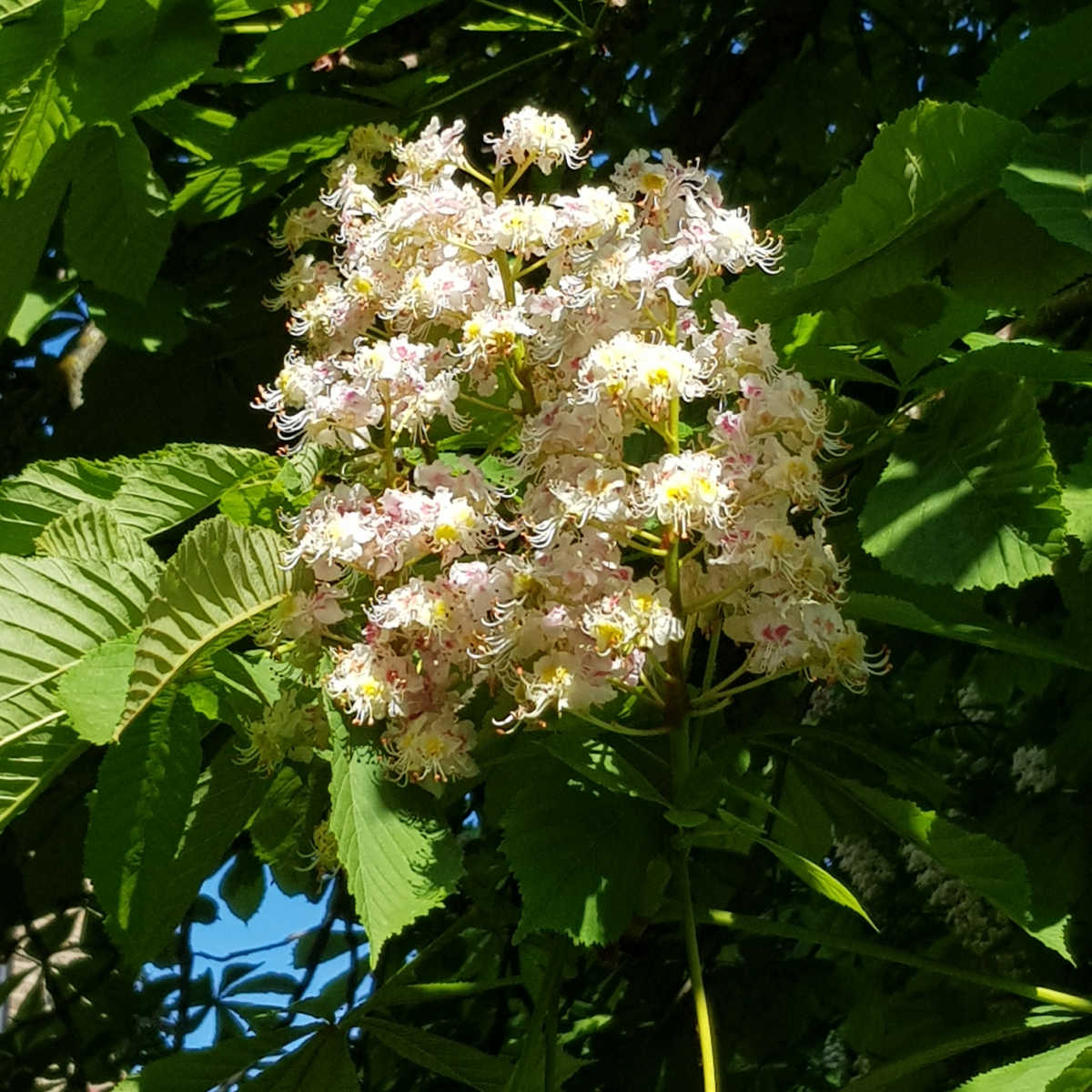 Horse chestnut tree blossom and leaves