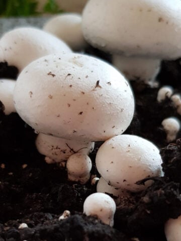 Mushrooms growing in substrate