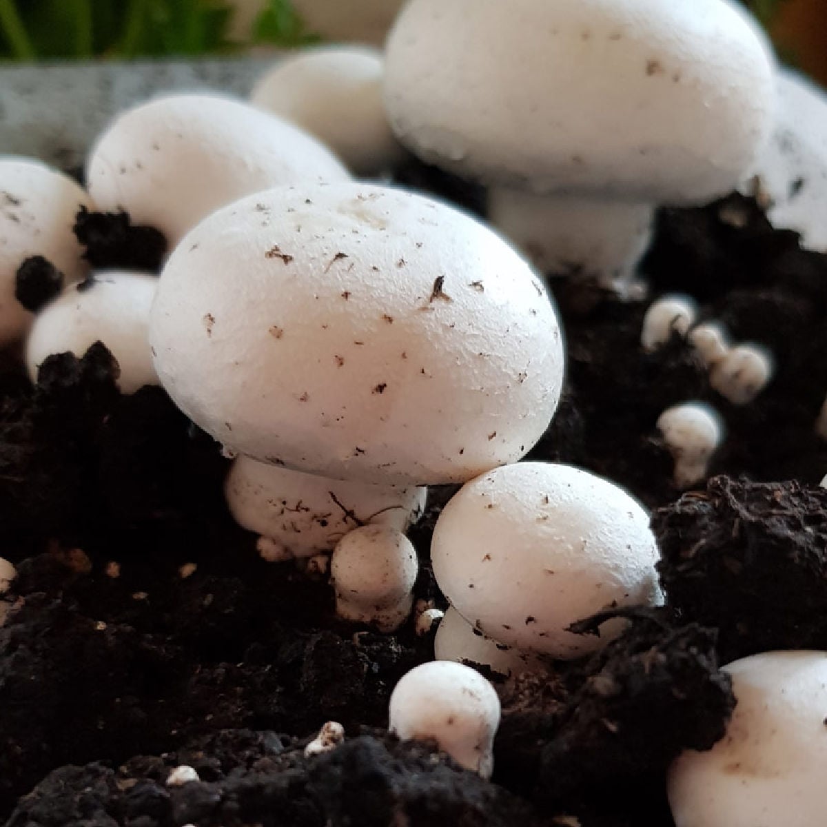 Mushrooms growing in substrate