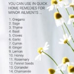 Chamomile flowers in a an infographic about natural antibiotics