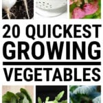 Collage of quick growing vegetables