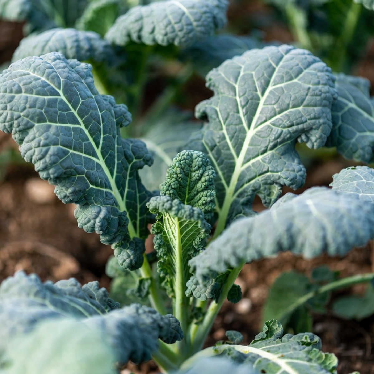 Cavolo nero plant growing in a vegetable garden.