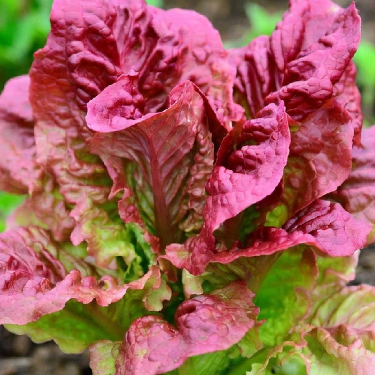 Red Sail lettuce growing in a vegetable garden