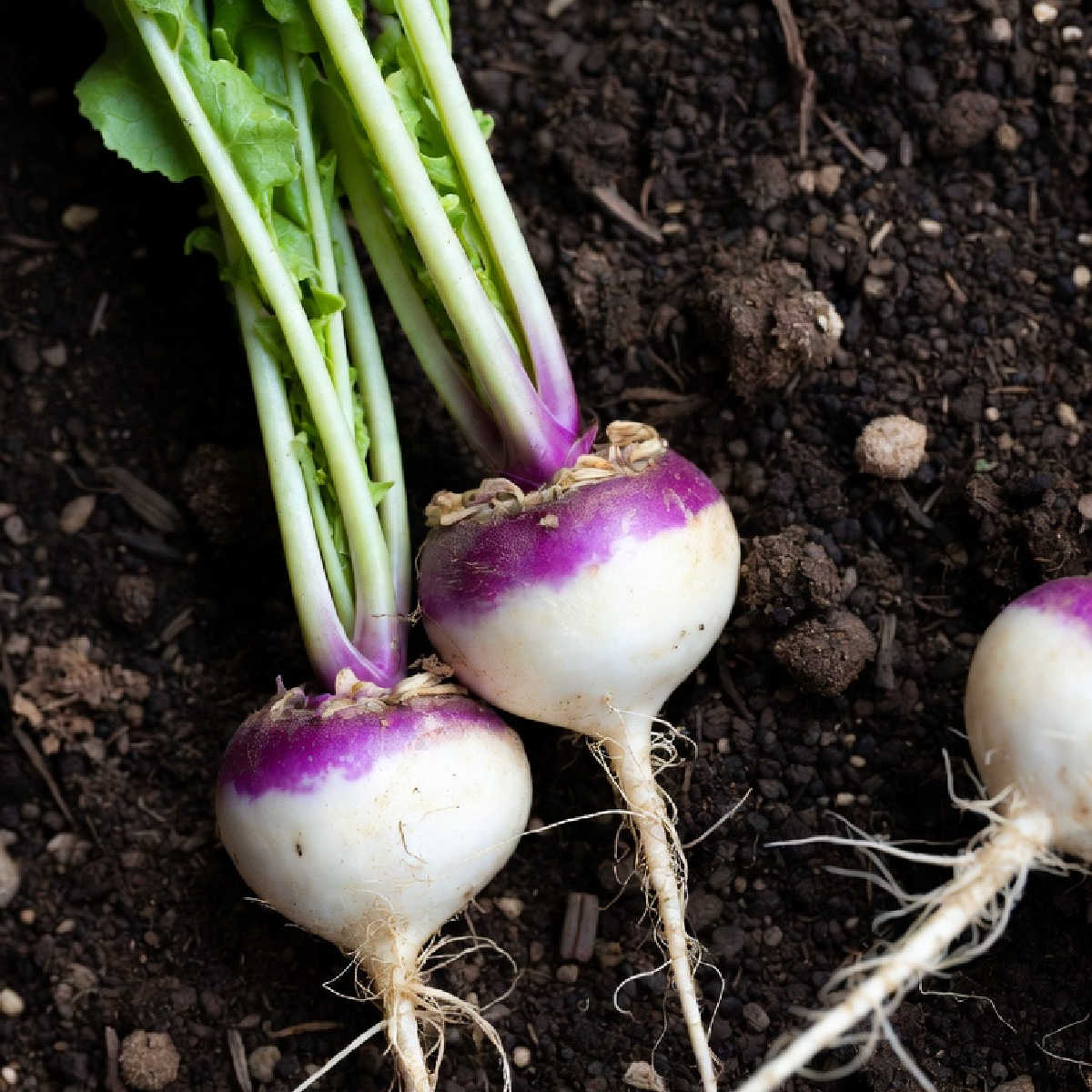 Freshly harvested Purple Top Milan turnips with turnip greens