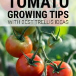Tomatoes growing on trellis