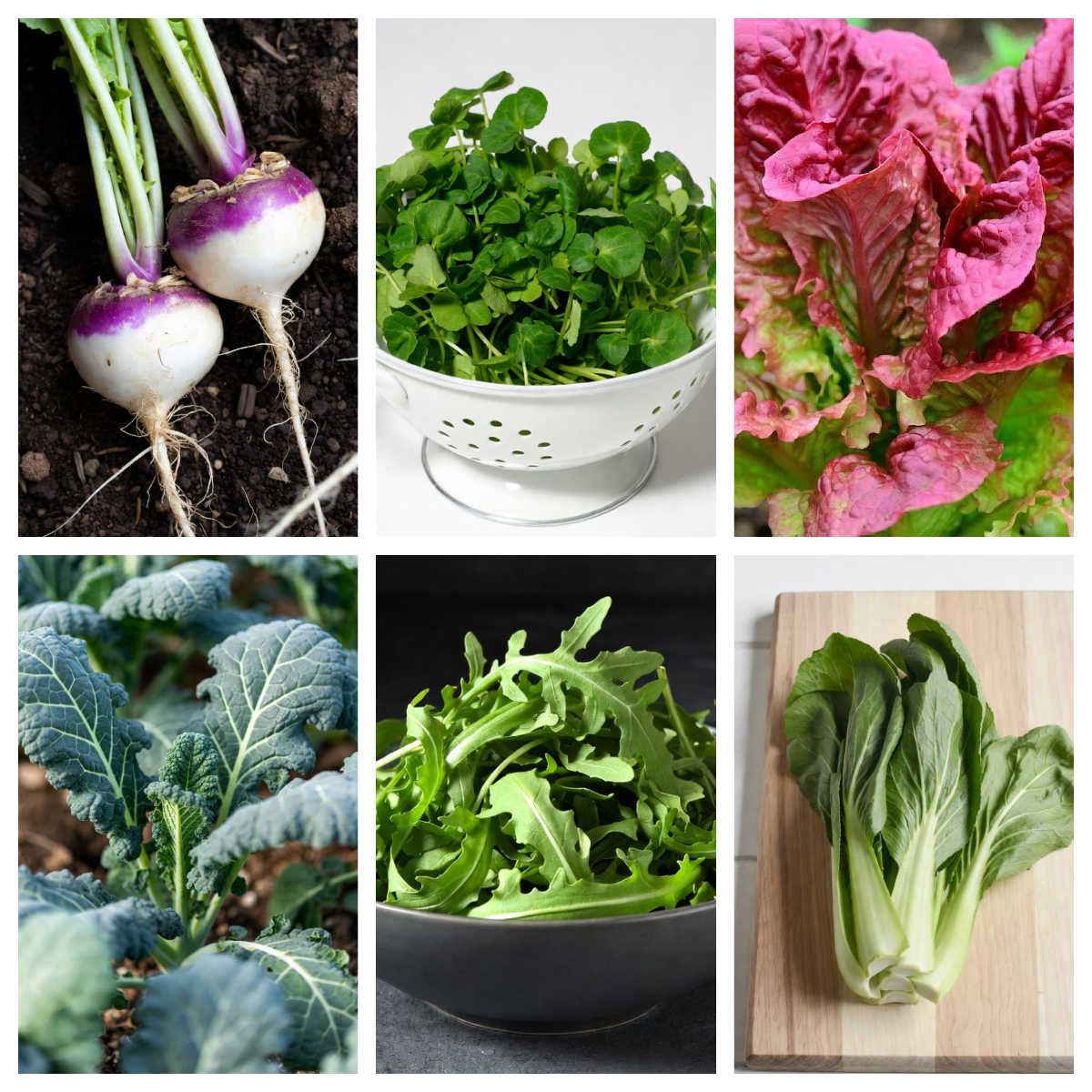 Collage of quick growing vegetable varieties.
