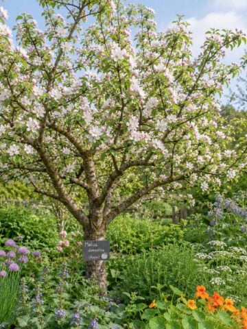 Apple tree fruit guild