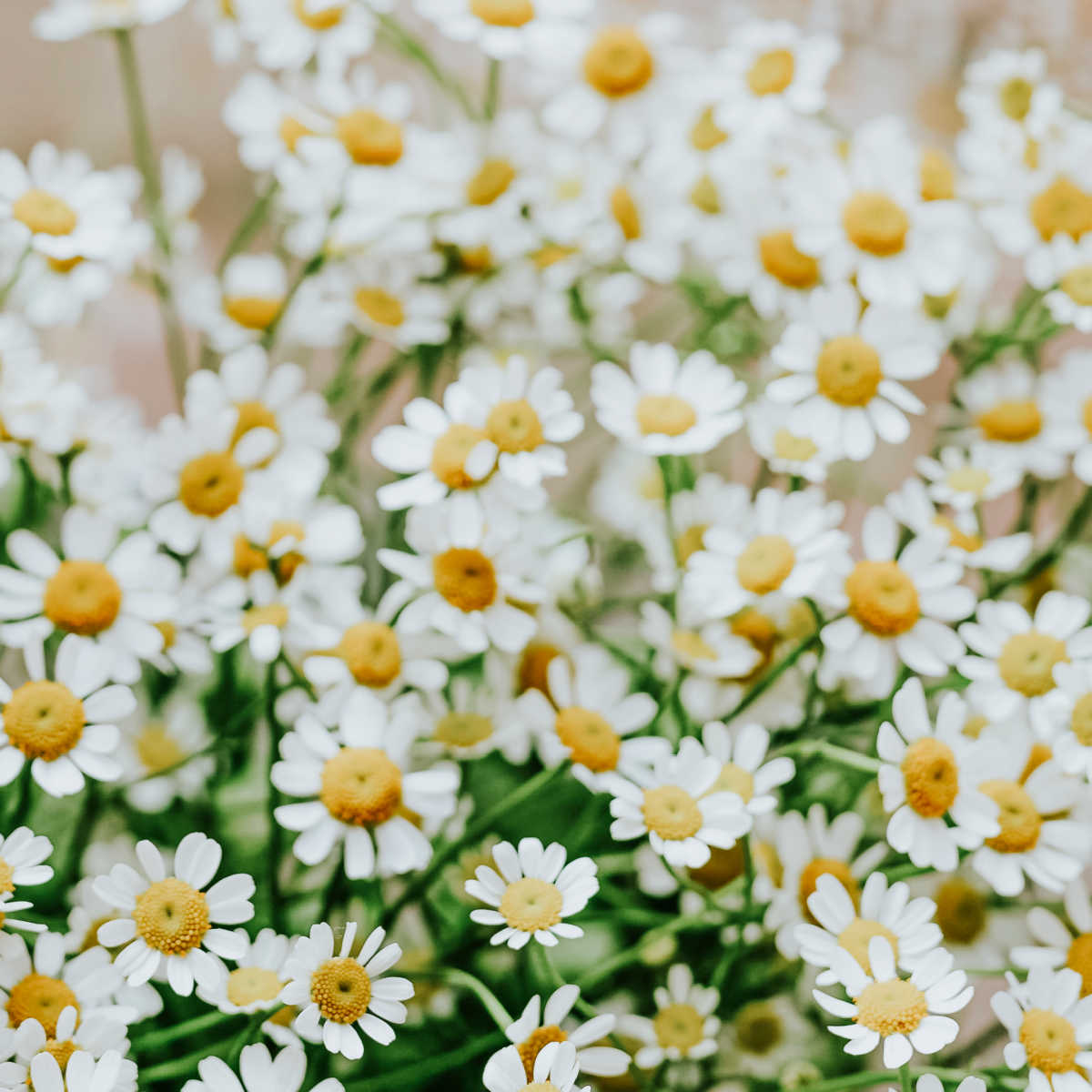 Chamomile flowers