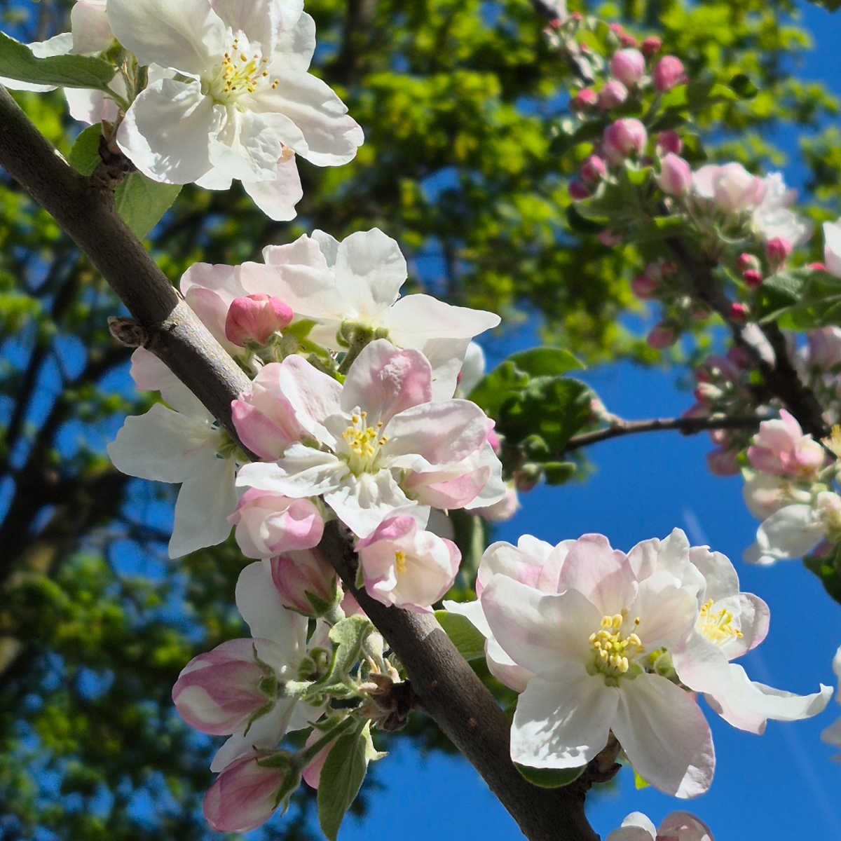 Apple blossom