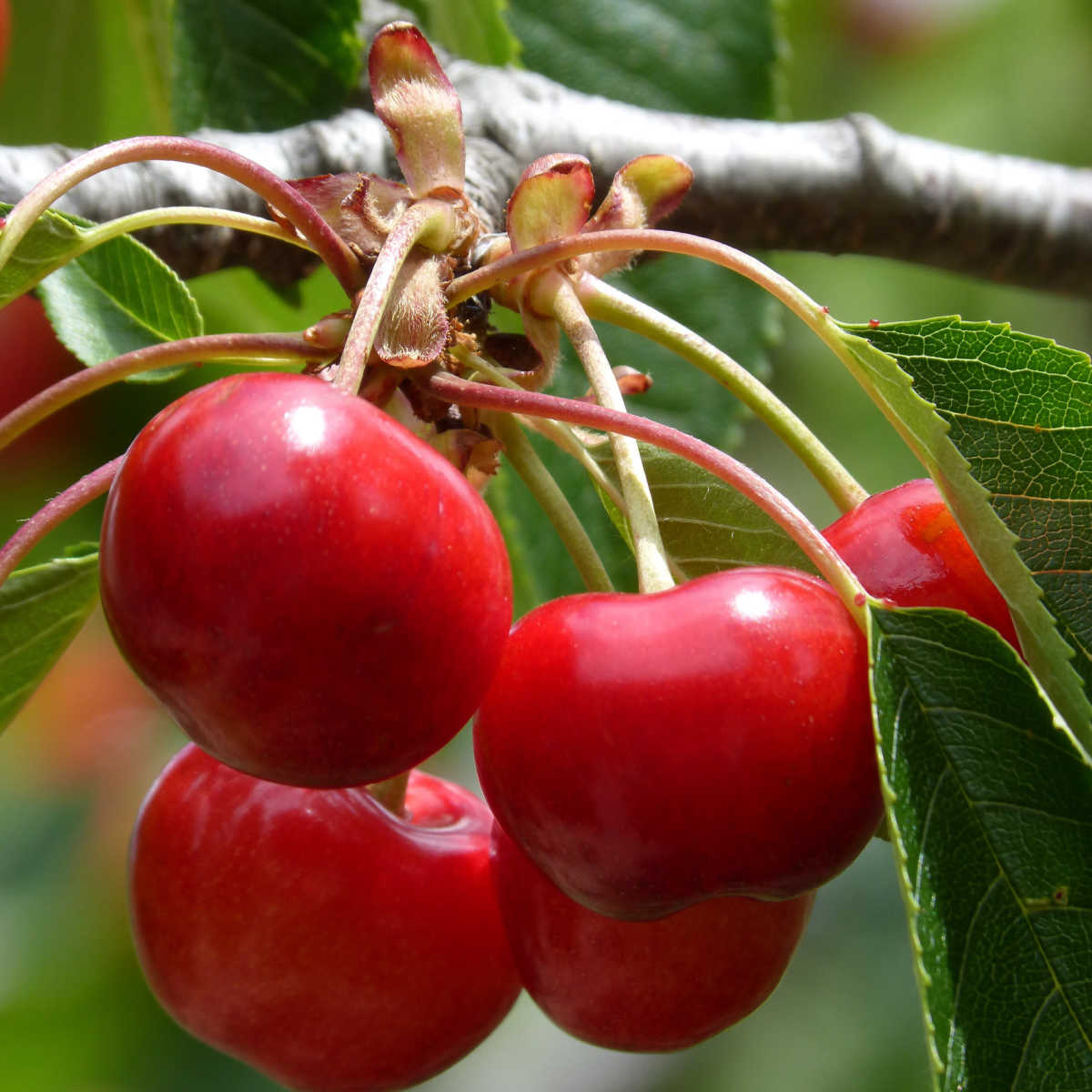 Cherries on tree
