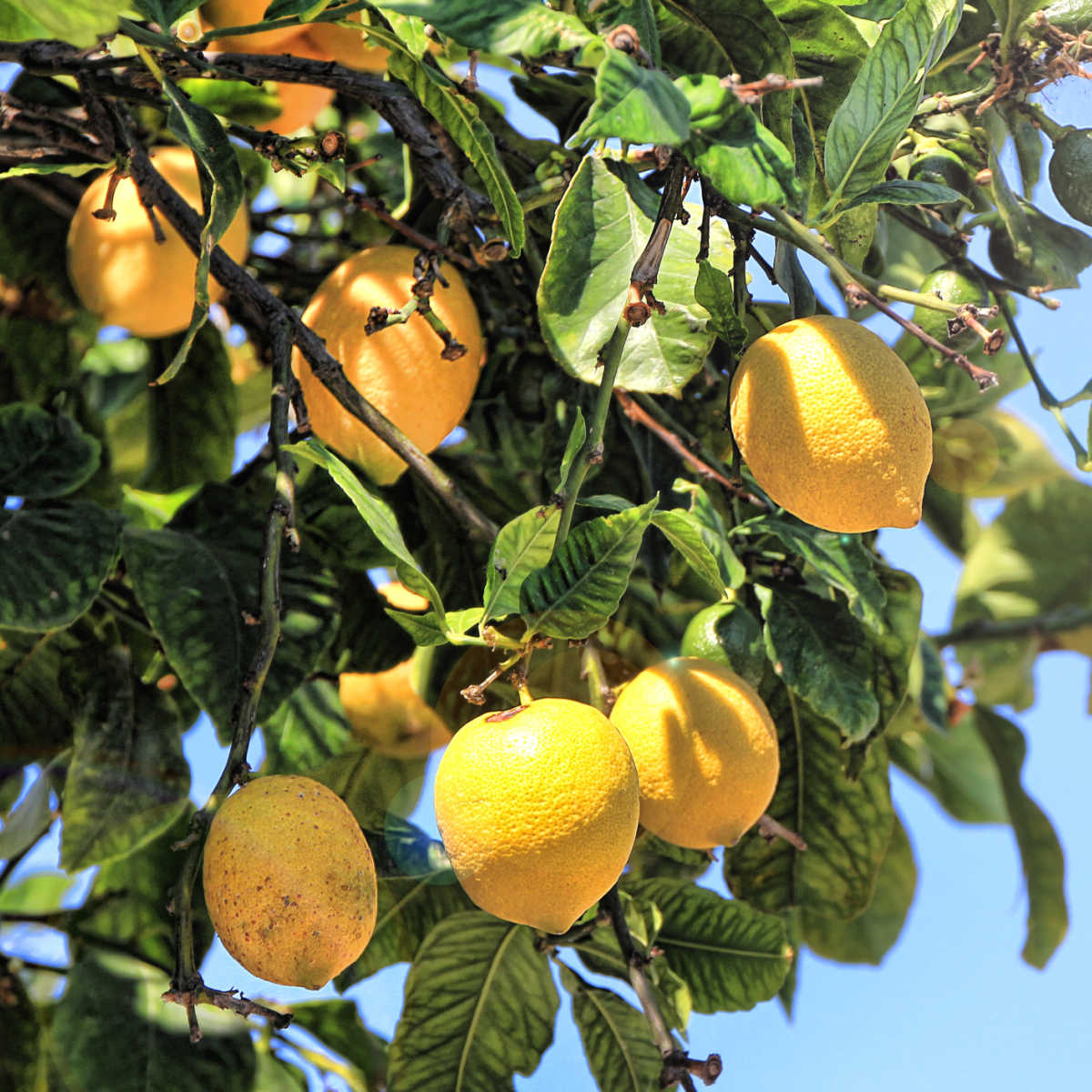 Lemons on lemon tree