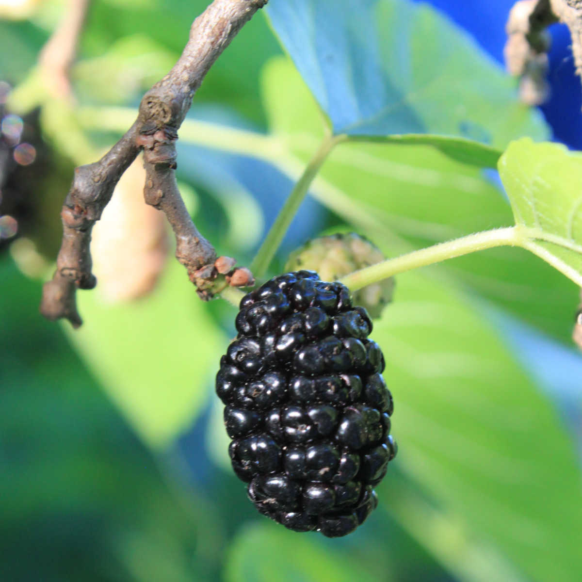 Mulberry one tree