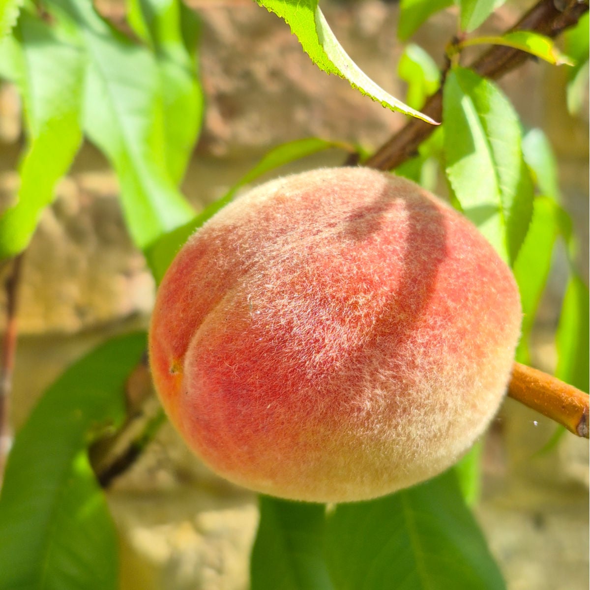 Peach on peach tree