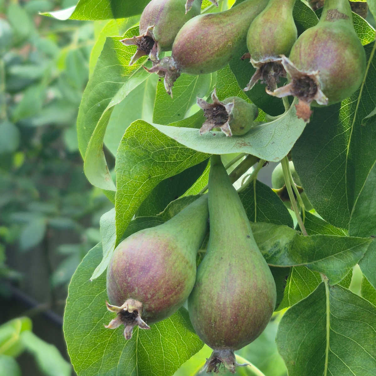 Pears on pear tree