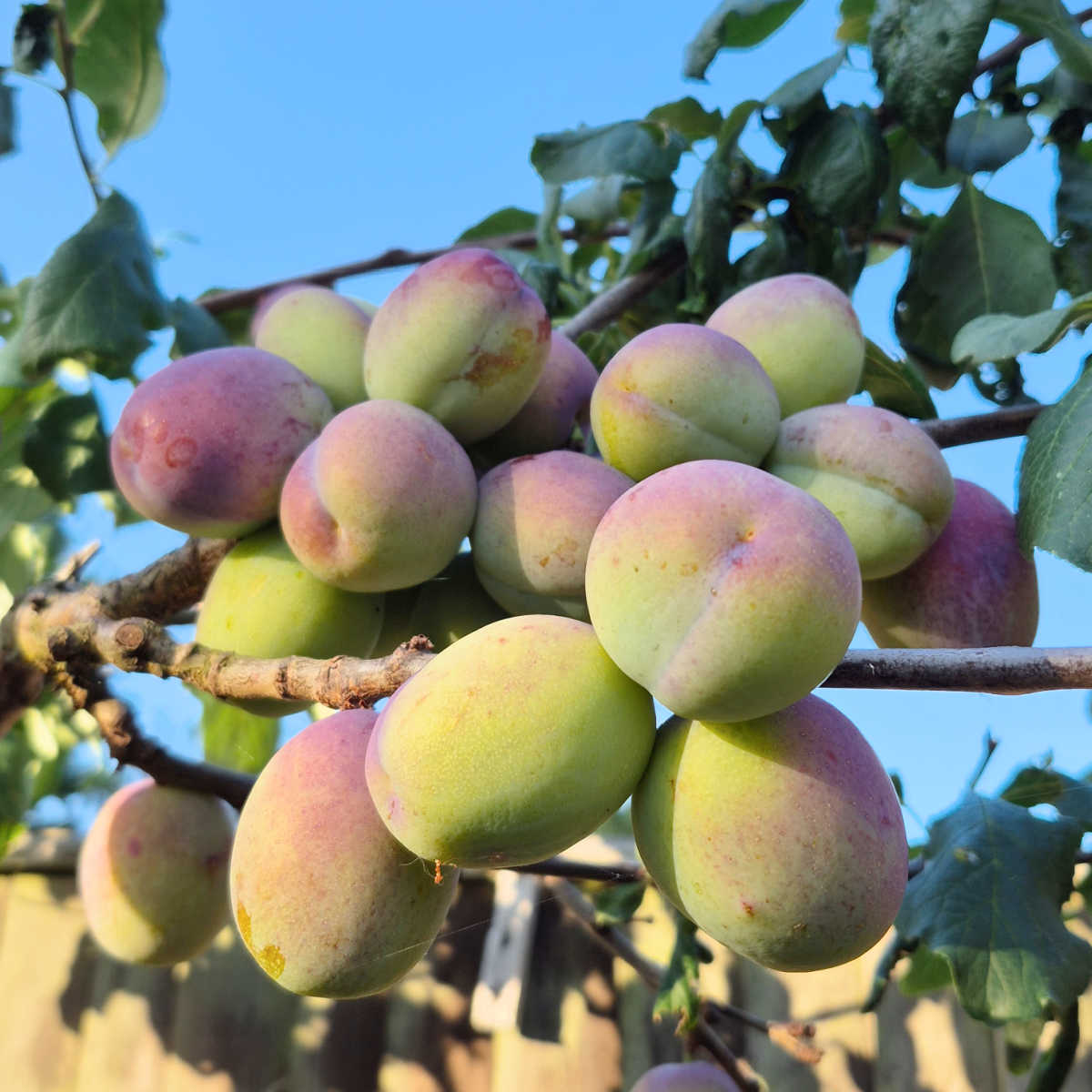Plums on plum tree
