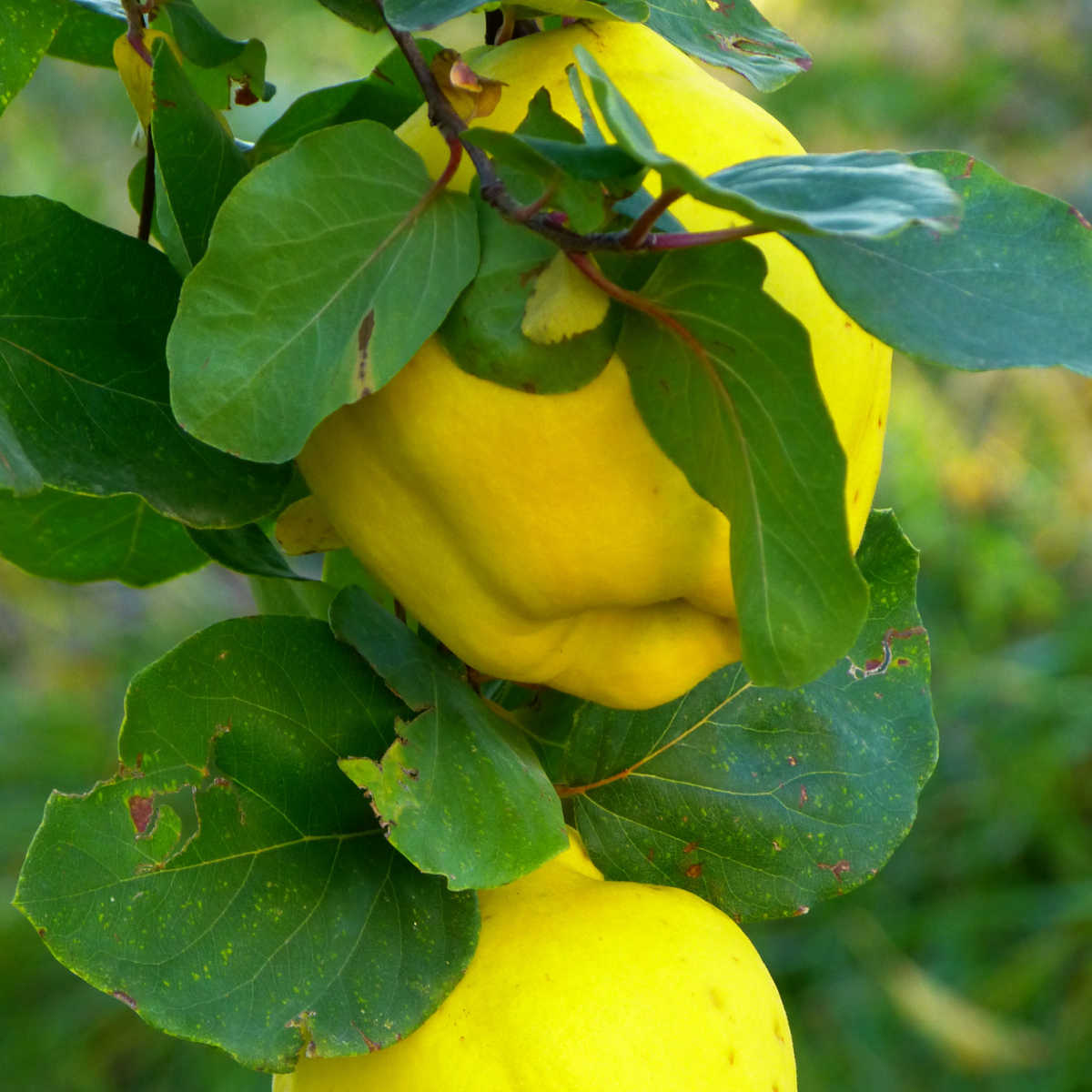Quince on tree