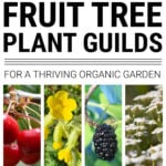 Collage of fruit tree guild plants