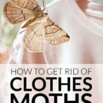 T-shirt on clothes hanger overlayed with clothes moth