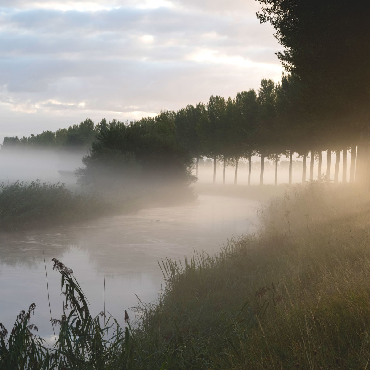 Biesbosch Holland
