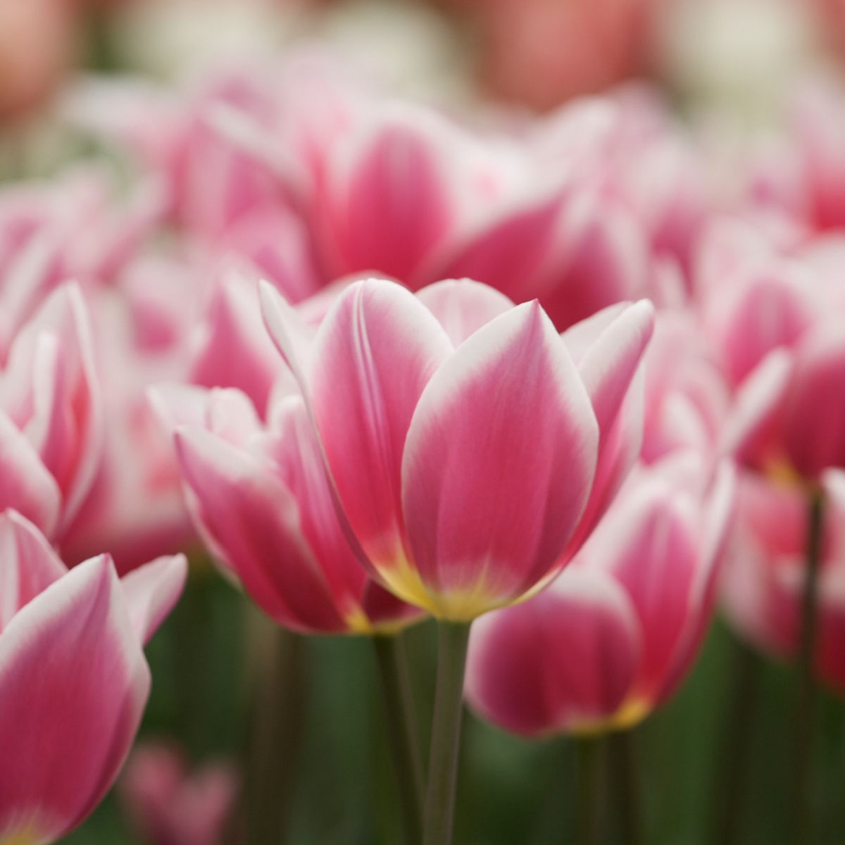 Tulips at Keukenhof