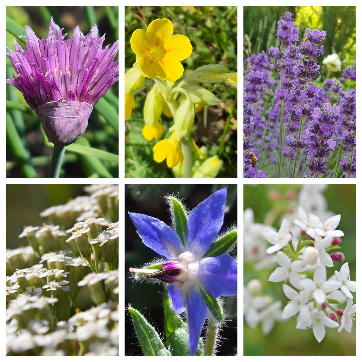 Collage of plants to include in a fruit tree guild
