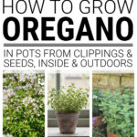 Collage of images about growing oregano