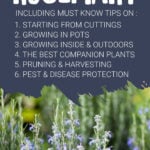Rosemary growing infographic