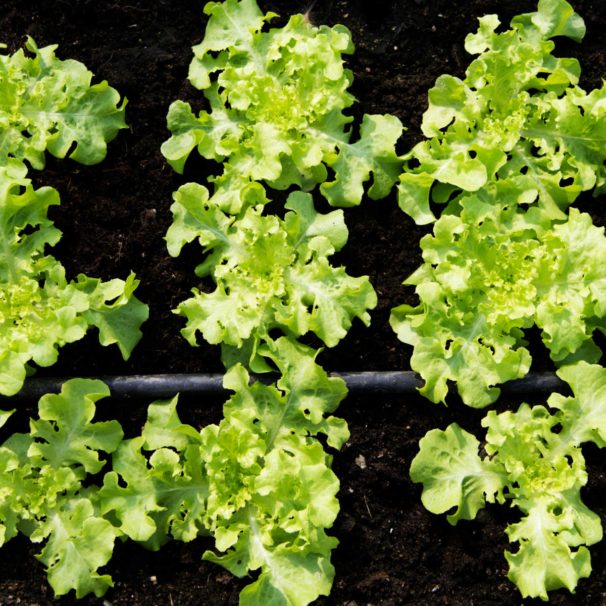 Young vegetable plants