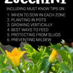 Zucchini plant with fruit and flowers in pot